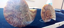 Ammonit fossil 400mio gebraucht kaufen  Warmsen