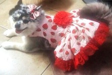Dog harness dress for sale  Saint Pauls
