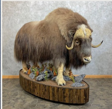 Award winning giant for sale  Hemet