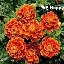 French marigold queen for sale  DONCASTER
