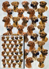 Carta regalo cane usato  Spedire a Italy