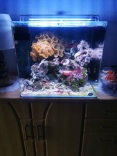 Meerwasser aquarium gebraucht kaufen  Neuss