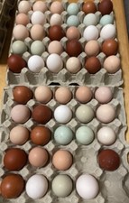 Uova feconde fertili usato  Siena