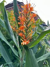 Hedychium coronarium ginger for sale  GUILDFORD