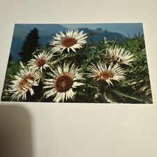 Schöne silberdistel postkarte gebraucht kaufen  Schönau