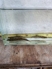 Swamp darters live for sale  Lake City