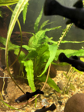 aquaterrarium gebraucht kaufen aquaterrarium gebraucht kaufen Berlin