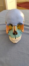 Menschlicher schädel anatomis gebraucht kaufen  Stuttgart