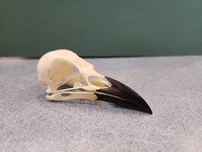 Hooded crow skull for sale  Hinton