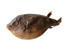 Tassidermia pesce palla usato  Roma