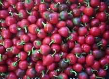 Semi peperoncino ciliegina usato  Reggio Calabria
