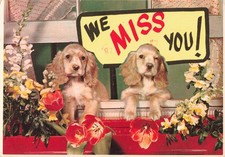 Miss two cute for sale  Belleville