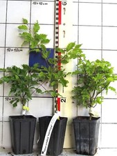 Fagus sylv interrupta gebraucht kaufen  Bad Bergzabern