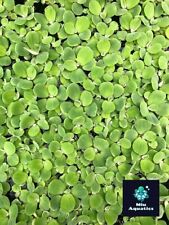 Water lettuce pistia for sale  BELVEDERE