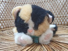 Kitty kitty kittens for sale  DOVER