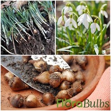 Snowdrop bulbs galanthus for sale  WISBECH