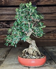 non estate usato non estate usato  Cison di Valmarino