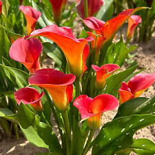 Zantedeschia bloody mary for sale  UK