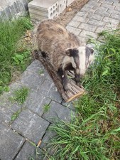 Dachs präparat tierpräparat gebraucht kaufen  Krefeld