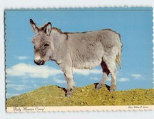 Postcard baby burro for sale  Stevens Point