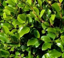 Griselinia littoralis new for sale Griselinia littoralis new for sale  HORSHAM