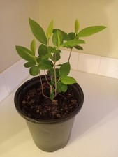 Black chokeberry bush for sale  Leland