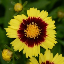 Tickseed coreopsis uptick for sale  UK