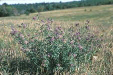 Erba medica medicago usato  Vibo Valentia