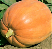 Mammoth gold pumpkins for sale  USA