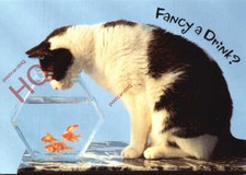 Picture postcard cat for sale  NEWCASTLE UPON TYNE