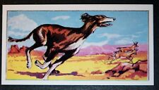 Saluki aka gazelle for sale  DERBY