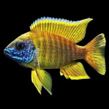 Sunshine peacock cichlid for sale  BRIERLEY HILL