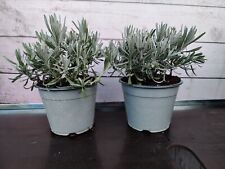 Lavender angustifolia pot for sale  HARLOW