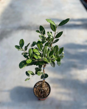 Pianta feijoa sellowiana usato  Terlizzi
