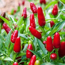 Pequin plants burst for sale  Manvel