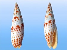 Mitridae mitra mitra usato  Roma