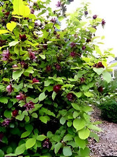 trees shrub plant for sale  English