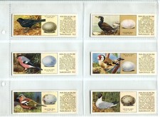 British birds eggs for sale  SWINDON