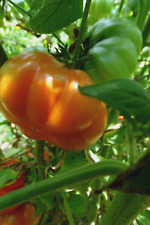 Rosso sicilian rare for sale  Espanola