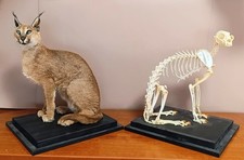 caracal usato caracal usato Roma