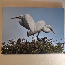 Pair nest wrapped for sale  Blanchester