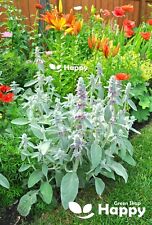 Lamb ear 150 for sale  DONCASTER