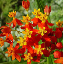 Blood flower seeds for sale  Berwyn