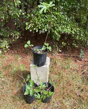 Fig tree live for sale  Mauk