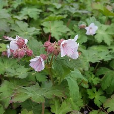 Geranium macrorrhizum ingwerse gebraucht kaufen  Deutschland