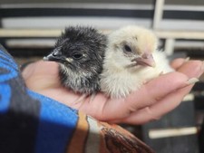 Zombie chicken hatching for sale  Milwaukee