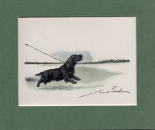 Maud earl cocker for sale  SPALDING