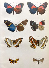 Butterfly print 1901 for sale  Sturgis