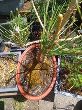 Japanese black pine for sale  Strasburg