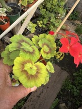 red plant geranium white for sale red plant geranium white for sale Crosby